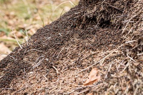 largest ant colony|Supercolonies .